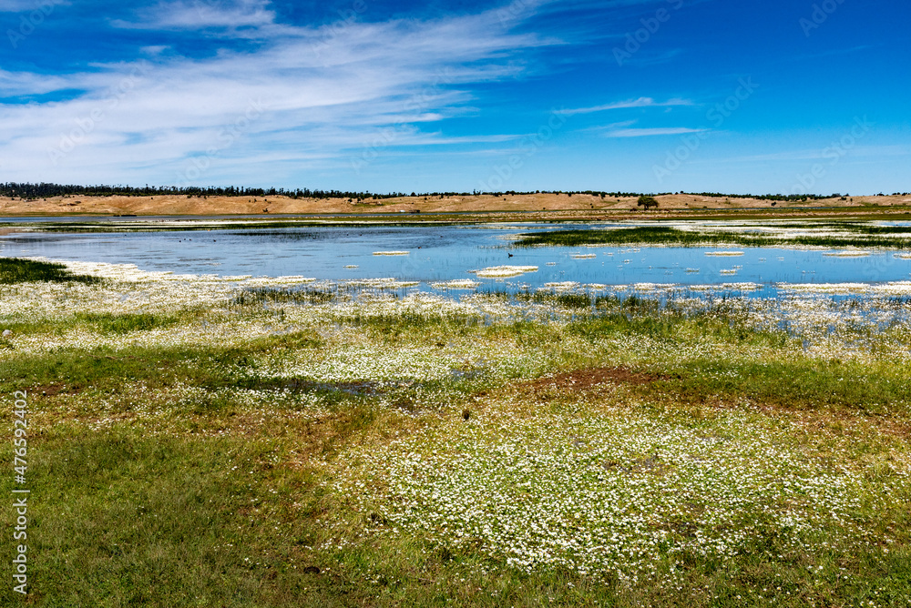 Lake Afnourir in Morocco. millions of small white flowers grow on the shores and in the water of the lake