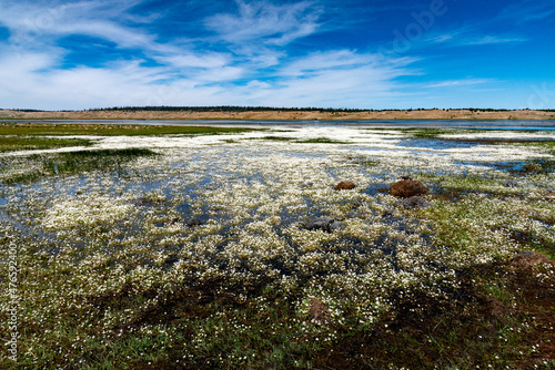 Lake Afnourir in Morocco. millions of small white flowers grow on the shores and in the water of the lake