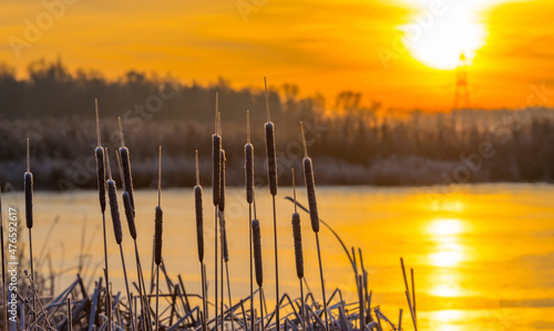 Fototapeta Naklejka Na Ścianę i Meble -  Frosty reed along the edge of a frozen lake in sunlight at sunrise in winter, Almere, Flevoland, The Netherlands, December 22, 2021