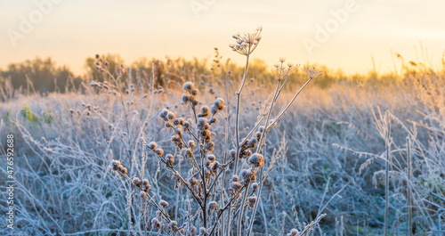 Frosty reed along the edge of a frozen lake in sunlight at sunrise in winter, Almere, Flevoland, The Netherlands, December 22, 2021