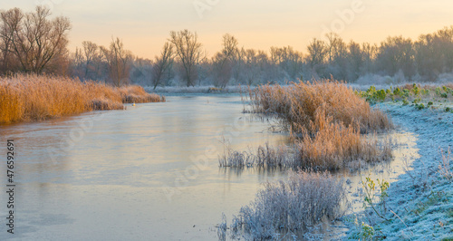 Frosty reed along the edge of a frozen lake in sunlight at sunrise in winter, Almere, Flevoland, The Netherlands, December 22, 2021 © Naj
