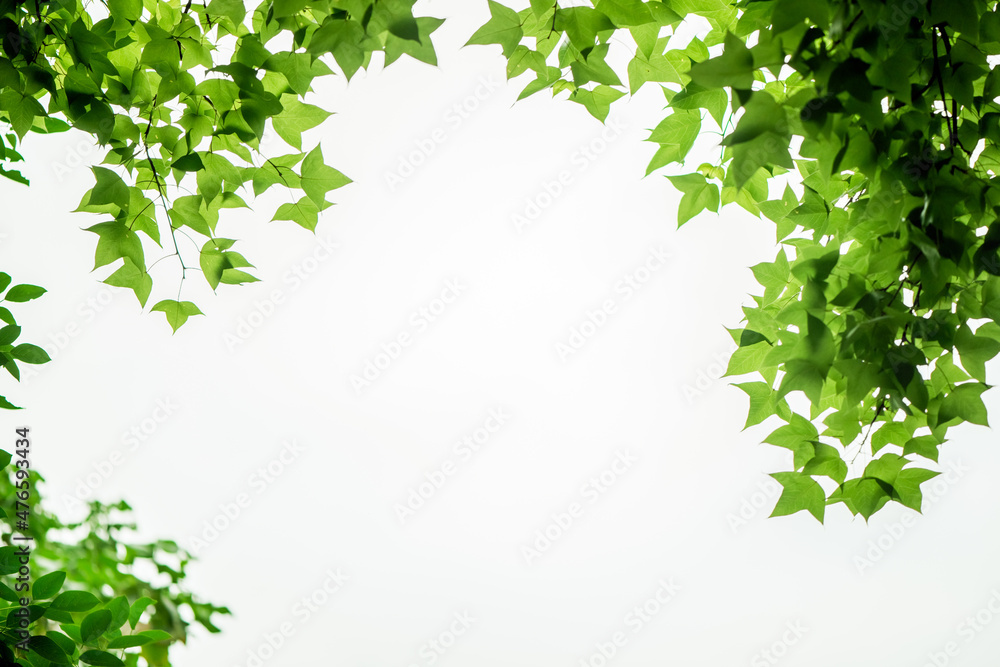 Spring leaves of maple tree isolated on white background Spring leaves of maple tree isolated on white background