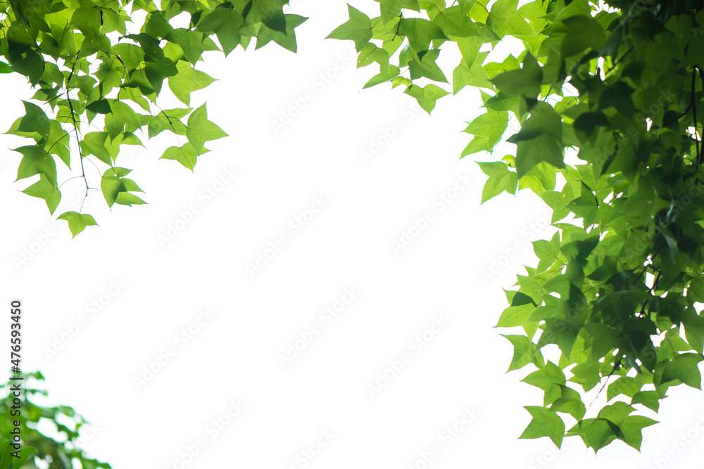 In spring, the green maple leaves background. Can be used as a border, a frame, and a wallpaper In spring, the green maple leaves background. Can be used as a border, a frame, and a wallpaper