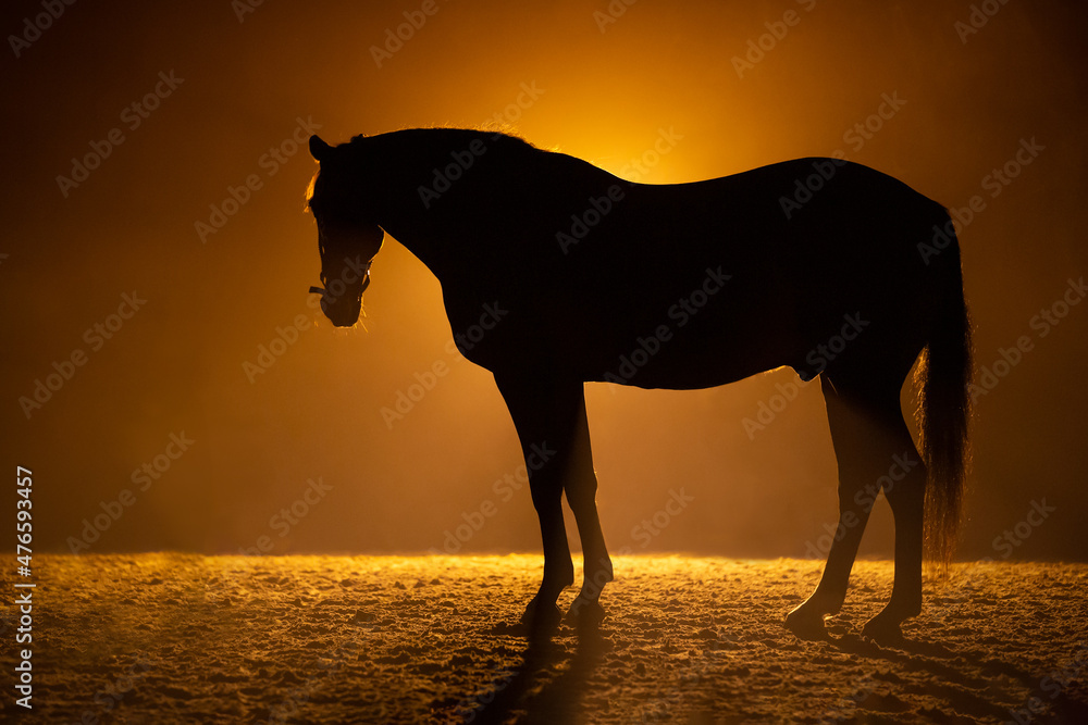 Silhouette of a standig and looking big Horse in a orange smokey atmosphere. A bright lamp behind the horse gives a aura around the horse. Silhouette of a standig and looking big Horse in a orange smokey atmosphere. A bright lamp behind the horse gives a aura around the horse.