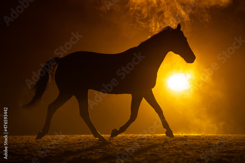 Silhouette of a trotting big Horse in a orange smokey atmosphere. A bright lamp lights the smoke behind the horse © LauraFokkema