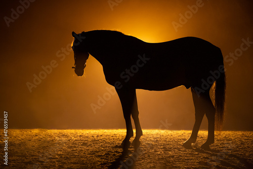 Silhouette of a standig and looking big Horse in a orange smokey atmosphere. A bright lamp behind the horse gives a aura around the horse.