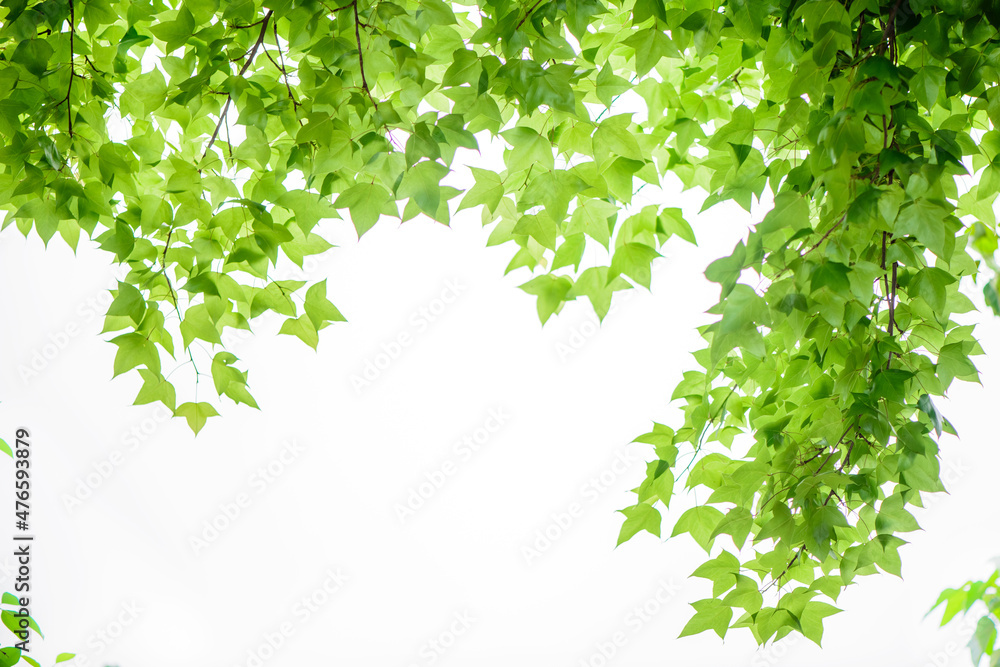 In spring, the green maple leaves  background. Can be used as a border, a frame, and a wallpaper