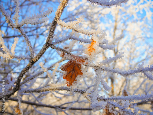 Autumn leaves of oak in a hoarfrost. Autumn frosts. Autumn frozen leaves background. Shallow depth of field.