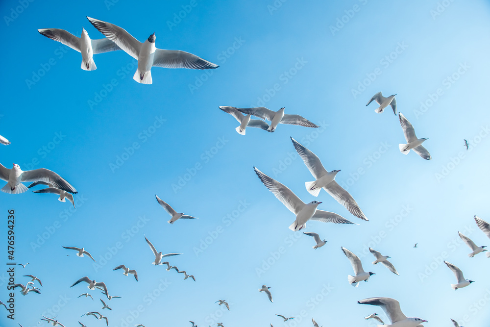 Fototapeta premium A group of seagulls flying in the blue sky