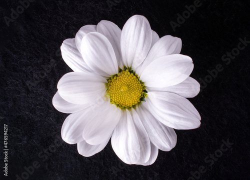 Studio shot of flower on black background. Flat lay, top view.