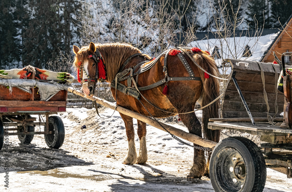Horse in a beautiful traditional village sledding