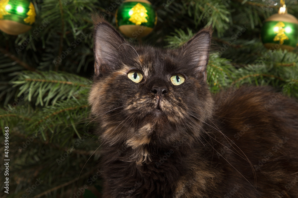 Portrait of a cat against the background of a New Year's tree.