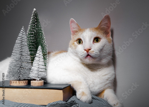 Cute white and red cat lies near little Christmas trees © dvulikaia
