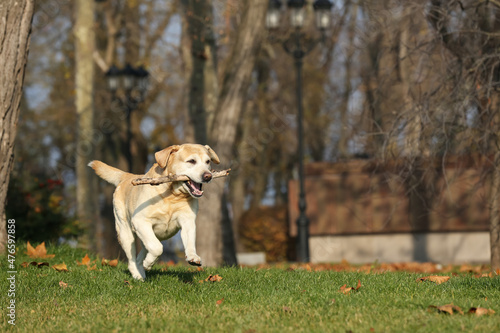 Billede på lærred Yellow Labrador fetching stick in park on sunny day