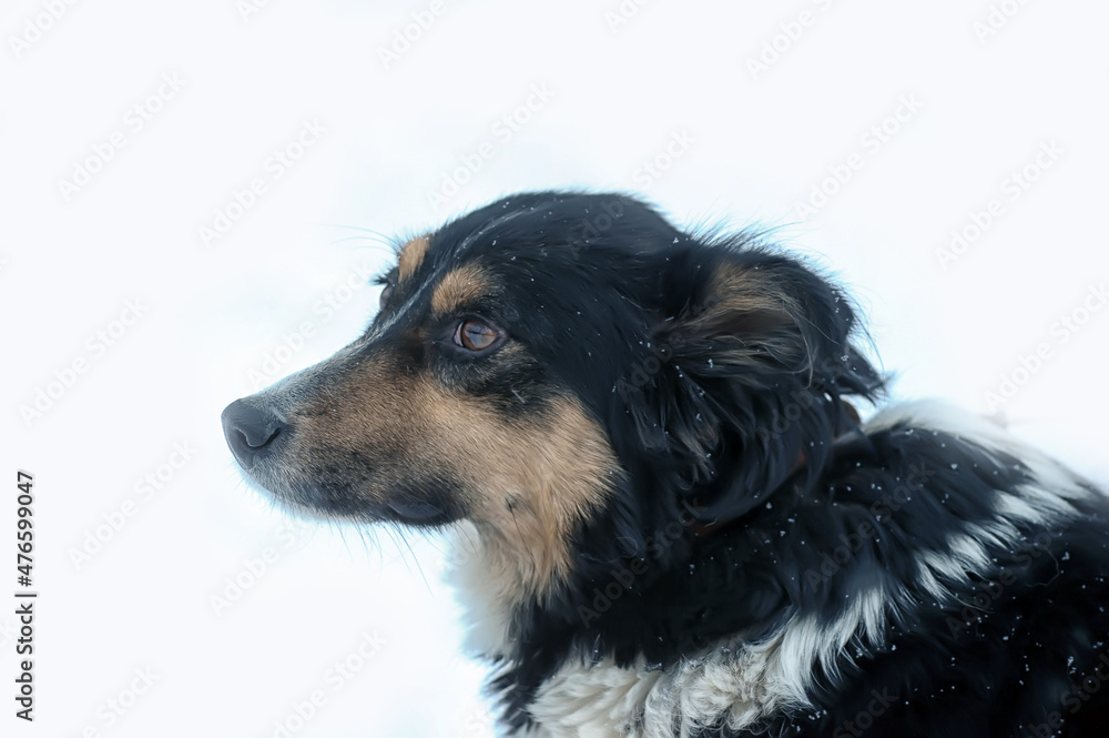 Fototapeta premium small tricolor mongrel dog in the snow