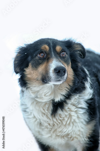 Fototapeta Naklejka Na Ścianę i Meble -  small tricolor mongrel dog in the snow