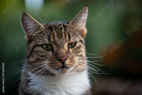 Wallpaper Mural relaxte Miezen Torontodigital.ca