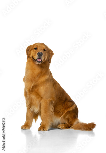 Portrait of beautiful purebred dog, Golden retriever sitting on floor isolated over white studio background.
