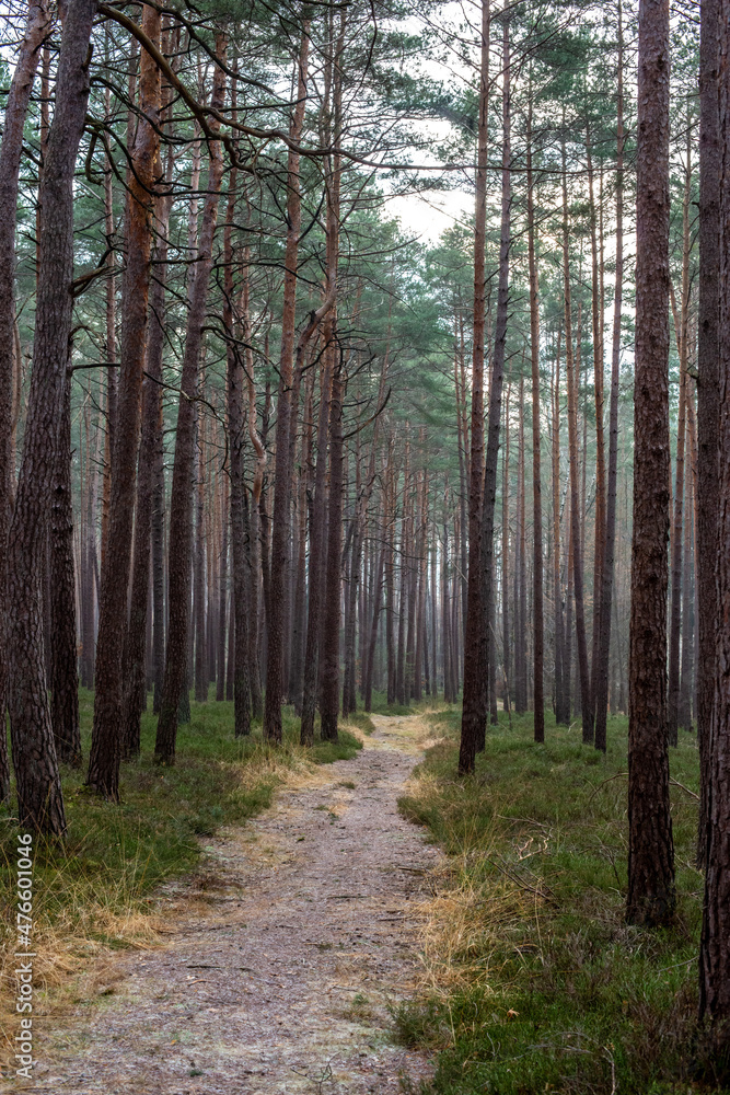 A small hiking trail in the middle of trees in autumn colors 