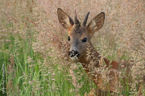 Fototapeta Naklejka Na Ścianę i Meble -  zwierzak, jelenie, dzika natura, ssak, charakter, dzika, pola, pastwisko, jelonek  na pastwisku, jelonek trawach, młody jelonek, dziki jelonek, ,2 rożec,