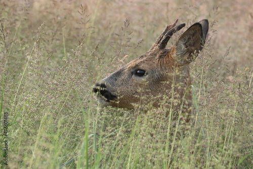 Fototapeta Naklejka Na Ścianę i Meble -  zwierzak, jelenie, dzika natura, ssak, charakter, dzika, pola, pastwisko, jelonek  na pastwisku, jelonek trawach, młody jelonek, 