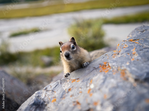 Curious chipmunk on the rock getting closer to the camera. Closeup shot from Canadian Rockies
