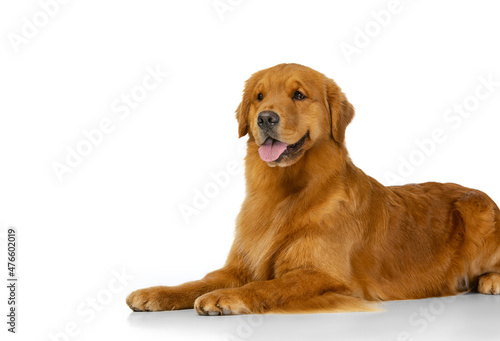 Beautiful purebred long-haired dog, american Golden retriever lying on floor isolated over white studio background.