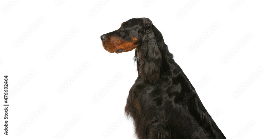 Side view of one purebred dog, Scottish Gordon Setter posing isolated over white studio background. Concept of animal Side view of one purebred dog, Scottish Gordon Setter posing isolated over white studio background. Concept of animal