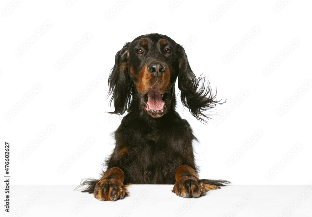 Half-length portrait of beautiful purebred dog, Scottish Gordon Setter posing isolated over white studio background.