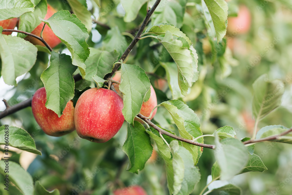 Harvest season in eco farm, organic horticulture, summer industry with red apples Harvest season in eco farm, organic horticulture, summer industry with red apples
