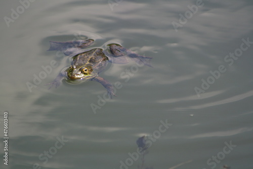 Ein Frosch schwimmt im Teich