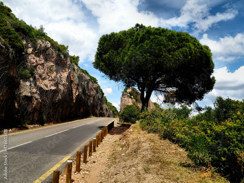 Solitary tree near the roadway by the cliffs.