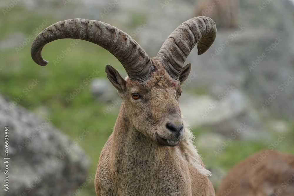 mountain goat on a rock mountain goat on a rock