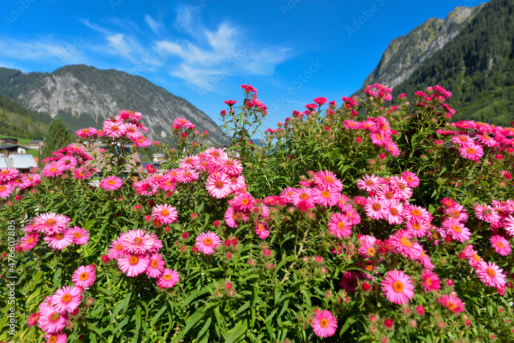 Herbstaster (Aster dumosus) in Brand/Vorarlberg Herbstaster (Aster dumosus) in Brand/Vorarlberg