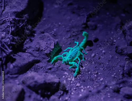 Wallpaper Mural Desert  scorpion glows blue in the beam of an ultraviolet lamp at night in the desert in southern Israel near the Avdat fortress Torontodigital.ca