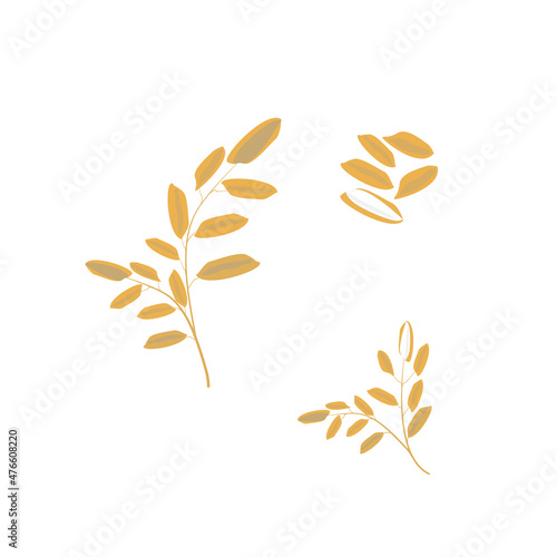 golden autumn leaves Ear of paddy rice on white background 