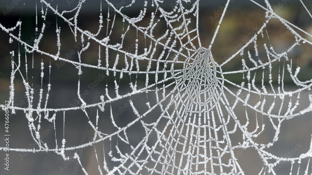 spider web with heavy frost crystals close up
