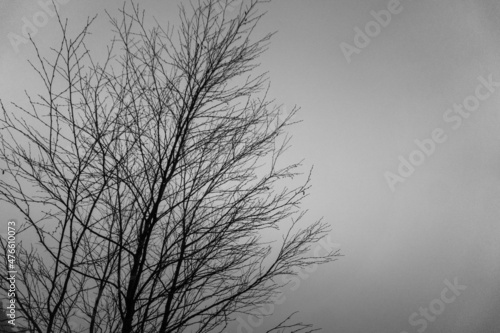 tree in fog, greyscale