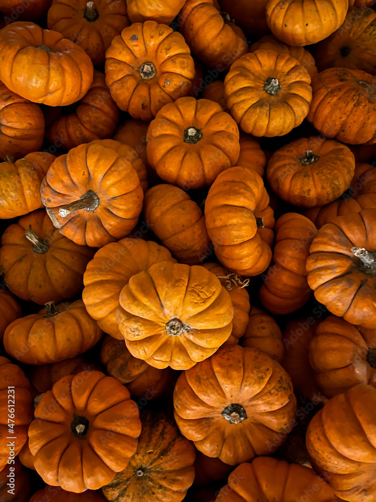 pile of pumpkins pile of pumpkins