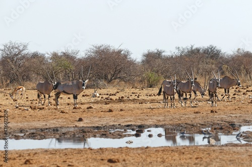 Oryxe in Tsumcor