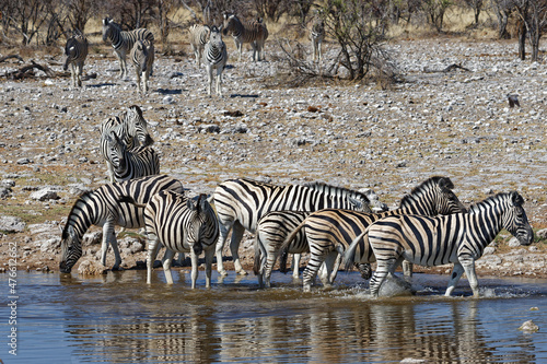 Zebras in Klein Okevi