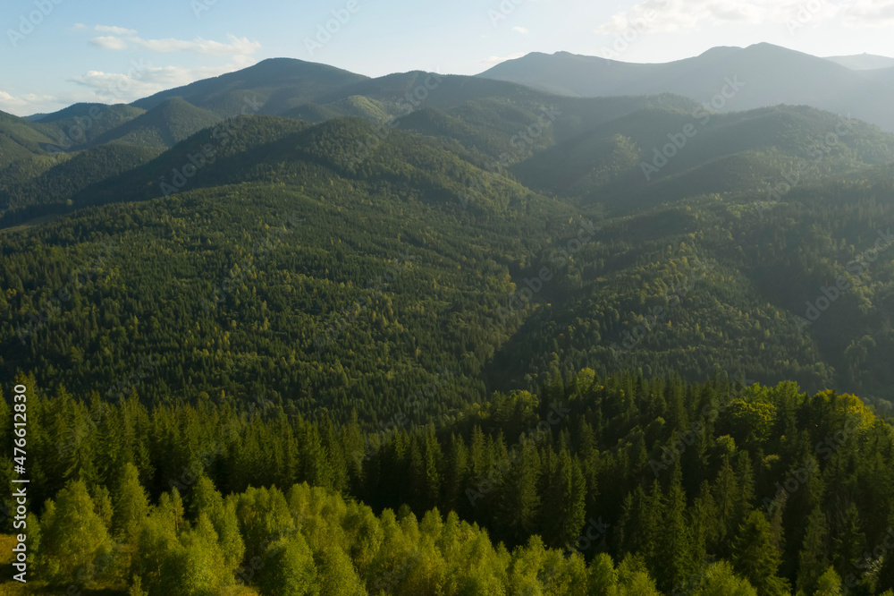 Aerial view of beautiful conifer trees in mountains on sunny day
