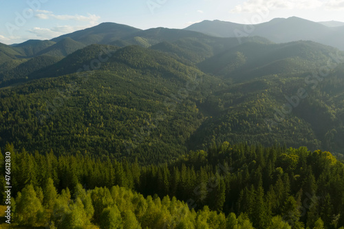 Aerial view of beautiful conifer trees in mountains on sunny day