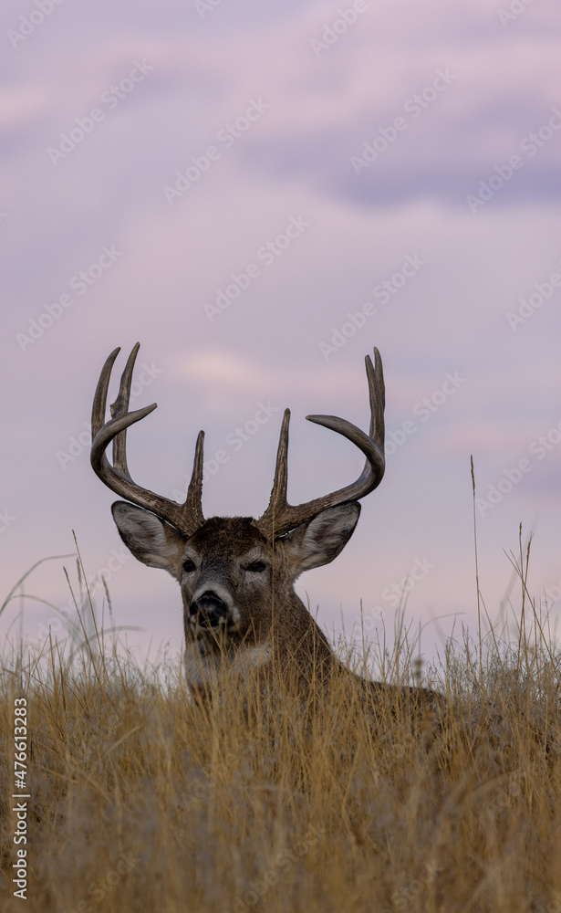 Obraz premium Buck Whitetail Deer Bedded During the Fall Rut in Colorado