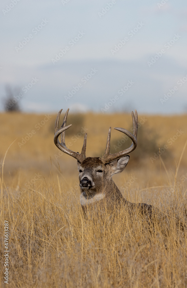 Buck Whitetail Deer Bedded During the Fall Rut in Colorado Buck Whitetail Deer Bedded During the Fall Rut in Colorado
