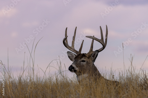 Buck Whitetail Deer Bedded During the Fall Rut in Colorado © natureguy