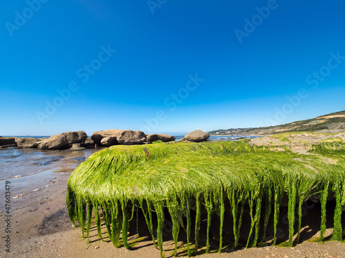 Algae Covered Rocks at Charmouth Dorset photo