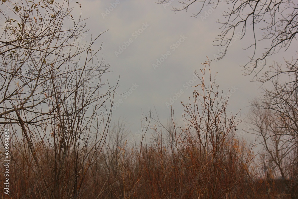 Fototapeta premium trees in the fog