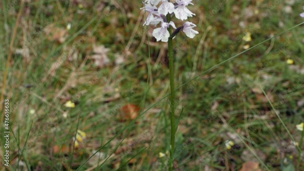 blooming orchis wild orchid in wildlife panorama from bottom to top blooming orchis wild orchid in wildlife panorama from bottom to top
