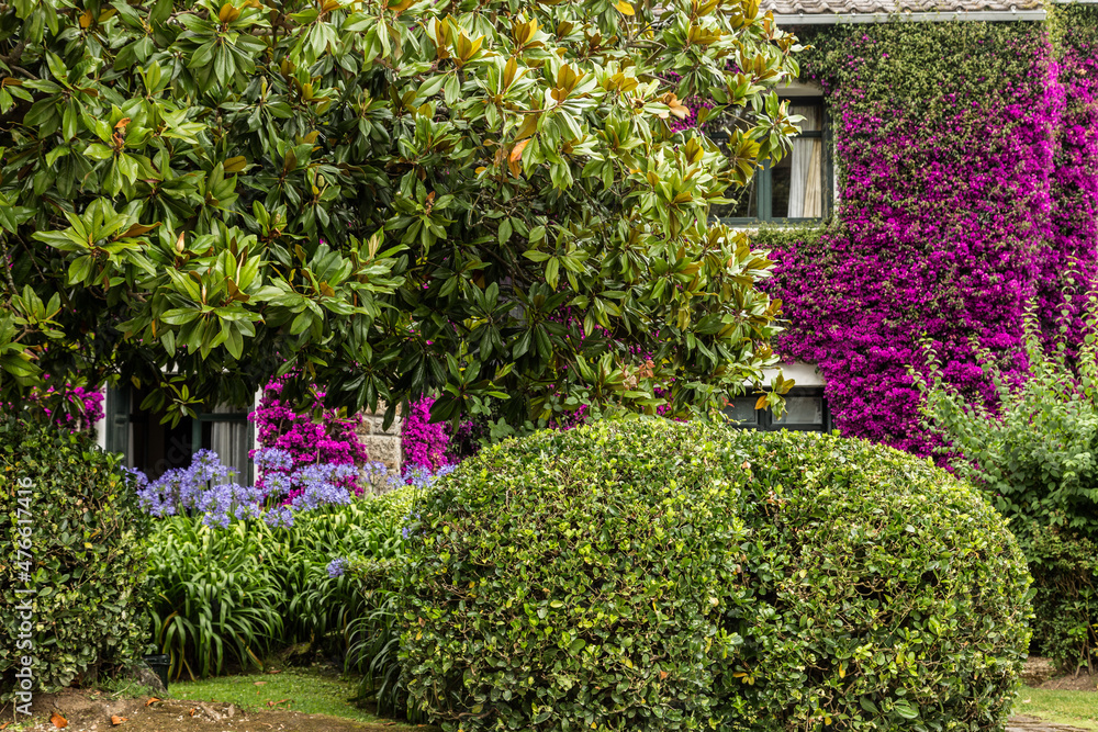 Beautiful fuchsia bougainvillea that covers the walls of a house